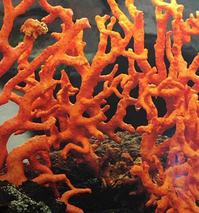 La Corte Di Angelica Sciacca Dış mekan fotoğraf